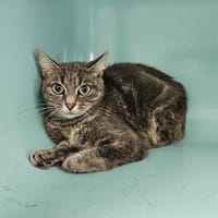 GRISETTE, chatte à adopter