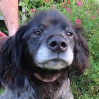 CESAR, chien à adopter