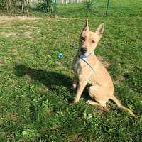 ARTUS PAA23035, chien à adopter
