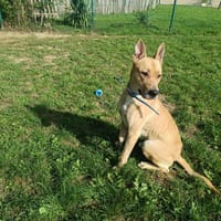 ARTUS PAA23035, chien à adopter