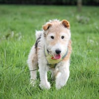 flash, chien à adopter