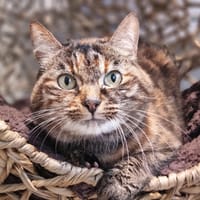 IVONE, chatte à adopter