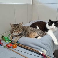 BALOU QCT, chat à adopter