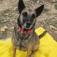 Rox, chien à adopter