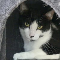 SOBEK, chat à adopter