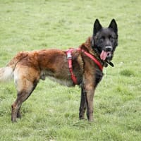 R'Gibbs, chien à adopter