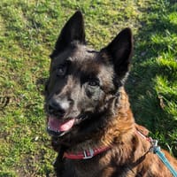 R'Gibbs, chien à adopter