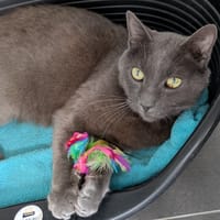 ARTHUR, chat à adopter