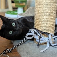 VALERA, chatte à adopter