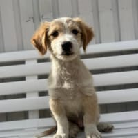HARRY (Reyes), chien à adopter
