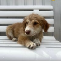 LUNA (Reyes), chienne à adopter