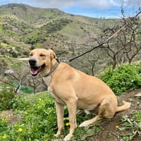 MATEO (Reyes), chien à adopter