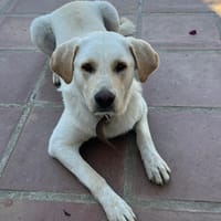 NIKA (Reyes), chienne à adopter