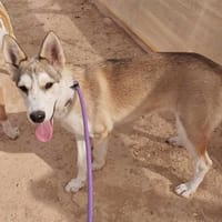 YAKIRA (Maria), chienne à adopter