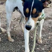 SIMON (Maria), chien à adopter