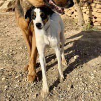 SALLY (Maria), chienne à adopter