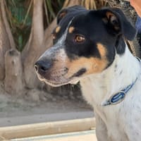 PERRY (Maria), chien à adopter