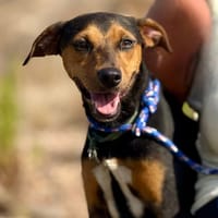 YOYO (Maria), chien à adopter