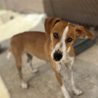 RUMBA (Reyes), chienne à adopter