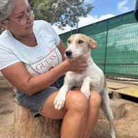 PERLA (Martina), chienne à adopter