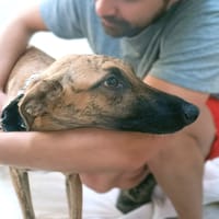 SHANIA, chienne à adopter