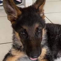 Tac, chien à adopter