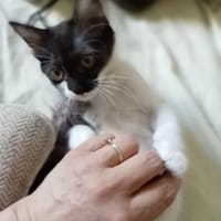 soutine, chatte à adopter