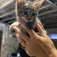 bandita, chatte à adopter