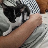 balthus, chat à adopter