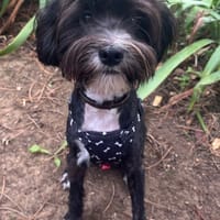 ALFRED, chien à adopter