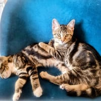 CHAUSSETTE et BASKET, chat à adopter