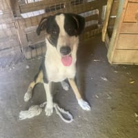 Mistral, chien à adopter