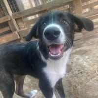 Vultur, chien à adopter