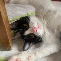Leo, chat à adopter