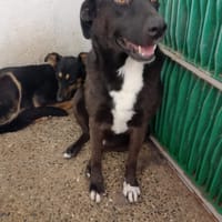simona, cane femmina da adottare