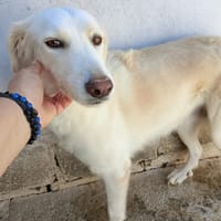 sabina, cane femmina da adottare