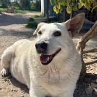 Snowwhite, chienne à adopter
