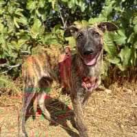 LUMIERE ET DIN-DON, chien à adopter