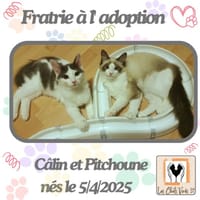 Câlin et Pitchoune, chat à adopter