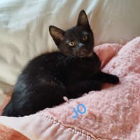 JO, chat à adopter