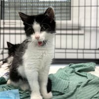 Gaja, kotka do adopcji