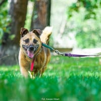 Greco, pies do adopcji