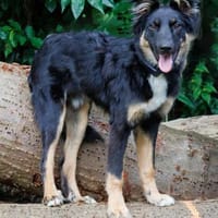 Odo auf dem Weg ins Glück..., Hund zur Adoption