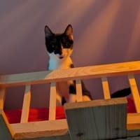Oskar sucht für IMMER zuhause, Kater zur Adoption