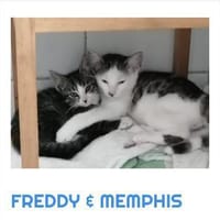 Freddy und Memphis, Kater zur Adoption