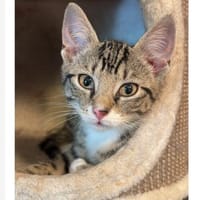 MANUELA, Kater zur Adoption