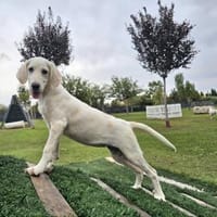 BLANKA ❤ liebevolles Mädchen, Kevelaer, Hündin zur Adoption