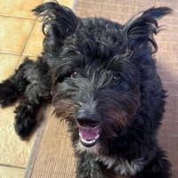 Oreo5 sucht ein Zuhause, Hund zur Adoption
