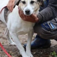 Smirre - ❤ruhig u. sehr verschmust❤❤, Hund zur Adoption