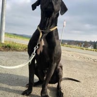Strolch sucht ein Für - immer Zuhause, Hund zur Adoption